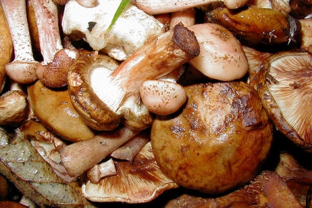 Блюда из грибов в пост.