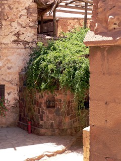 Египет, Синай, монастырь Святой Екатерины. Растение Rubus Sanctus уникально и растет только на Синае.