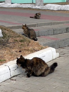 По количеству кошек на единицу площади Курская-Коренная пустынь лидирует.