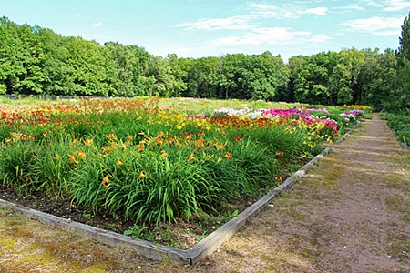 Цветник Главного ботанического сада
