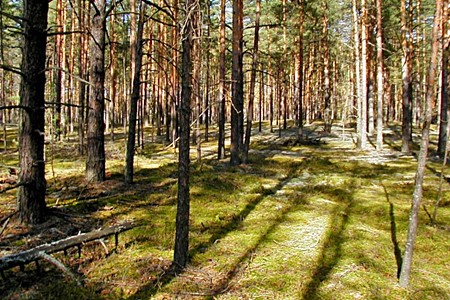 Лес во Владимирской области.