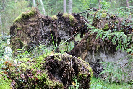 Лес в Костромской области.