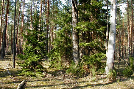 Лес во Владимирской области.